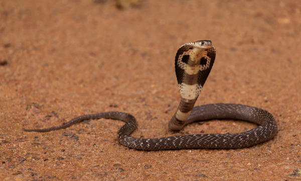沙地上的眼镜蛇