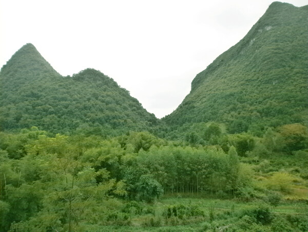 青山绿林图片