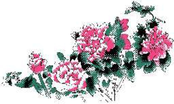 牡丹花