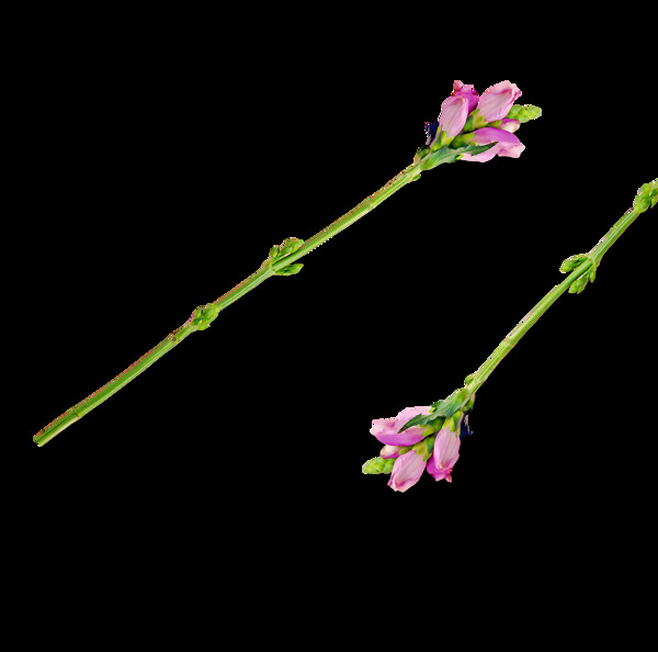 质感粉色浪漫花朵装饰素材