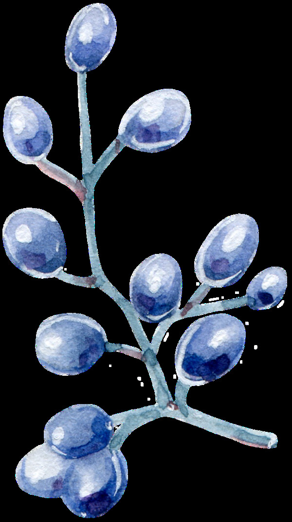 植物紫色果实透明装饰图案