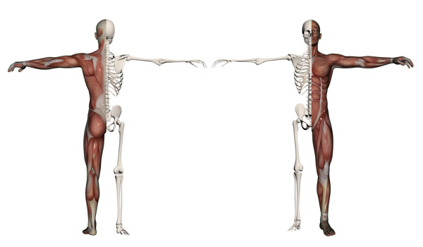 一个男人人体肌肉和骨骼