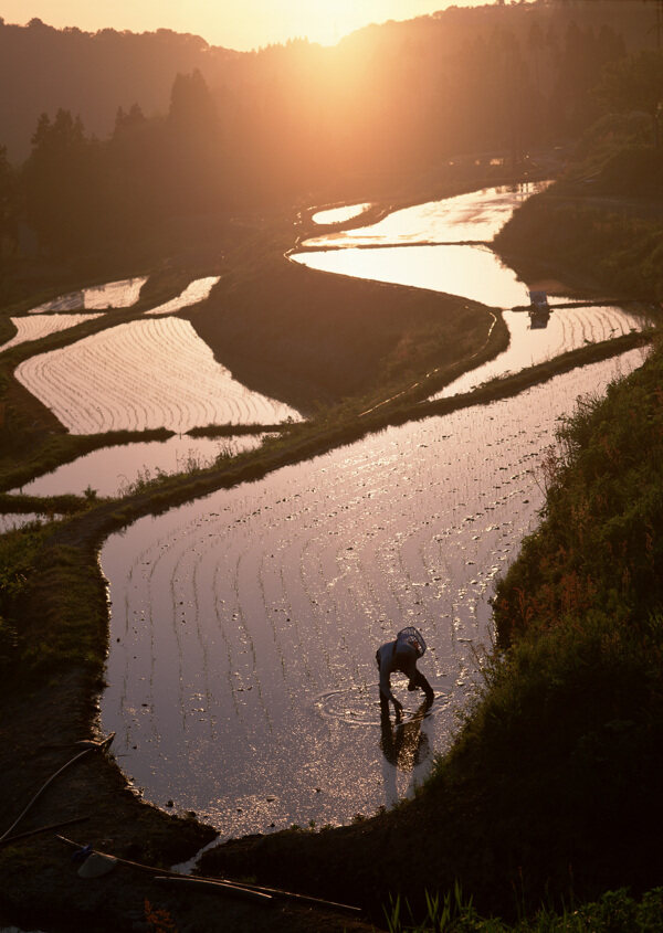 乡村田园图片庄稼植物田野