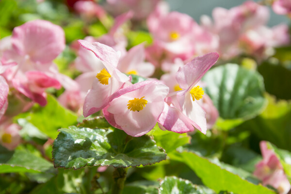 花卉摄影素材粉色的四季海棠图片