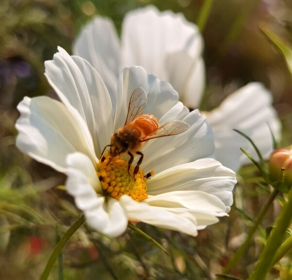蜜蜂鲜花图片