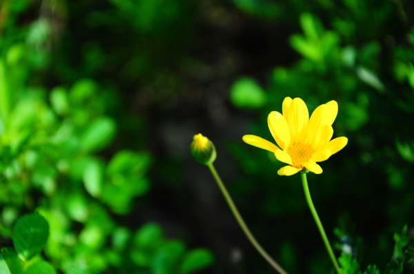 阳春三月绽放的小黄花图片