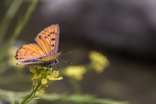 油菜花上的蝴蝶微距摄影图片素材