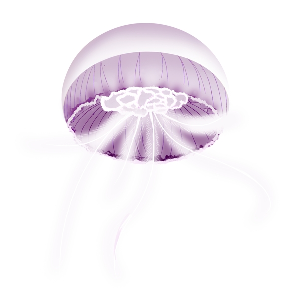 紫色水母动物