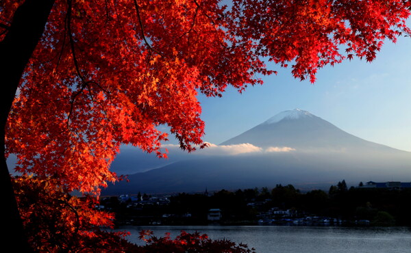 日本富士山枫叶图片