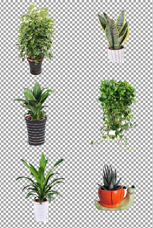 植物盆栽图片