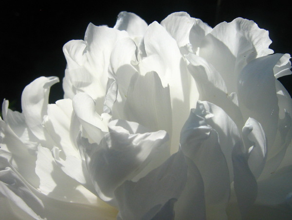 高清白色牡丹花图片