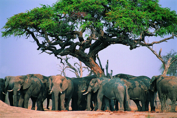 大象象群