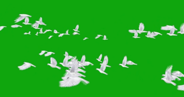 天安门鸽子群飞过绿屏抠像