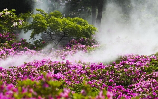 高山杜鹃花图片