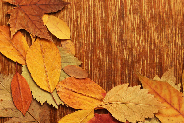木板上的落叶图片