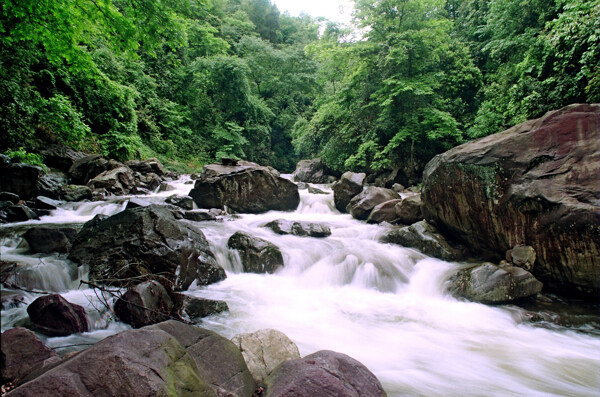 树植物水风景