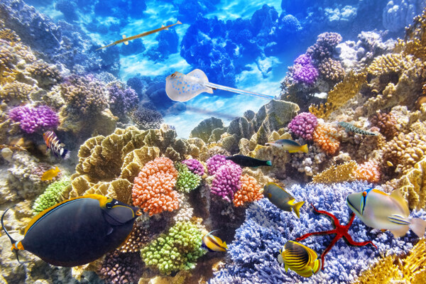 漂亮的珊瑚和游鱼图片