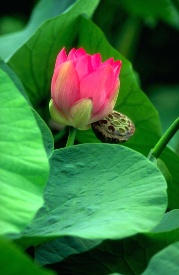 荷花绿叶