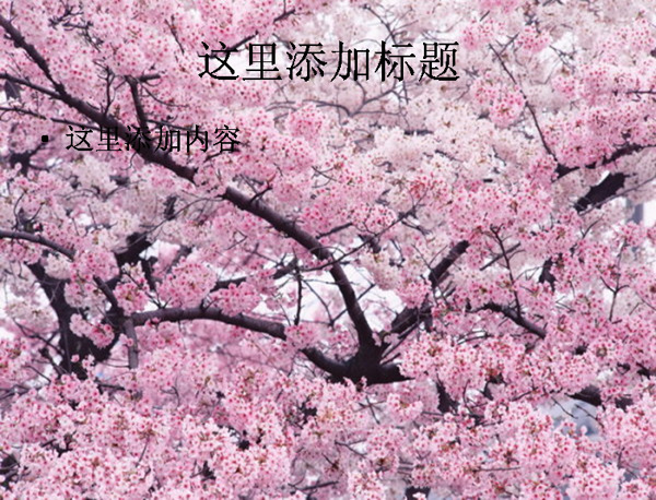 樱花树高清