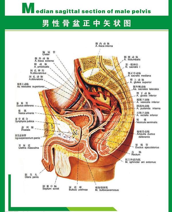 人体科普男性骨盘图片