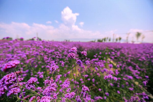 唯美紫色花海