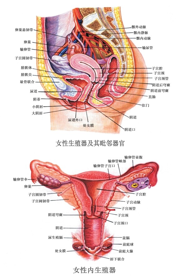 妇科女性生殖器解剖