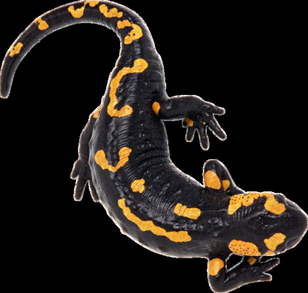 黑色黄斑蜥蜴免抠png透明图层素材