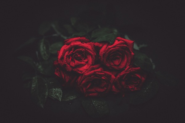 大红色玫瑰花图片