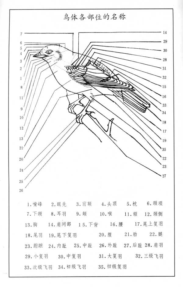 01鸟的各部位图片