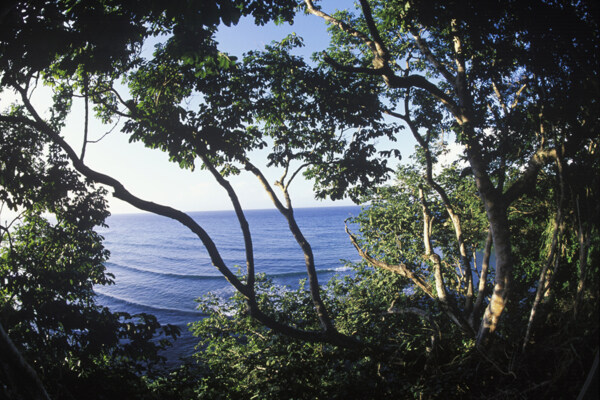 大海边茂密的树丛特写图片