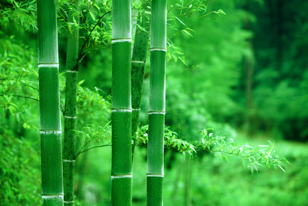 竹子竹林图片