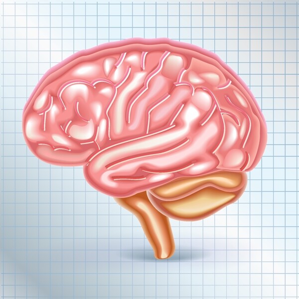 人类大脑