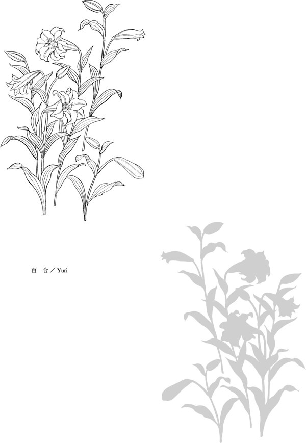 植物线稿图片