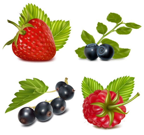 新鲜蓝莓草莓浆果矢量图集
