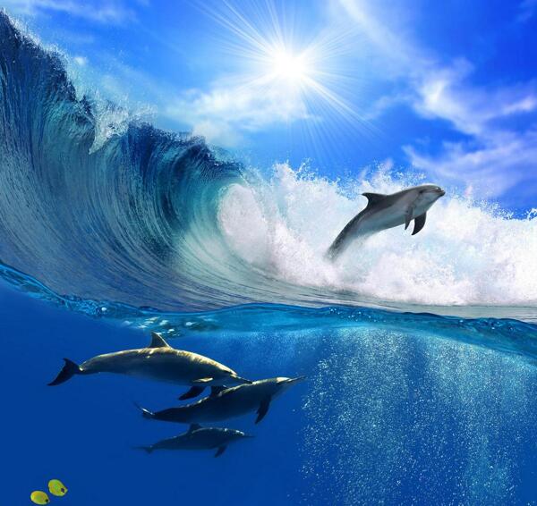 唯美海上海豚风景图片