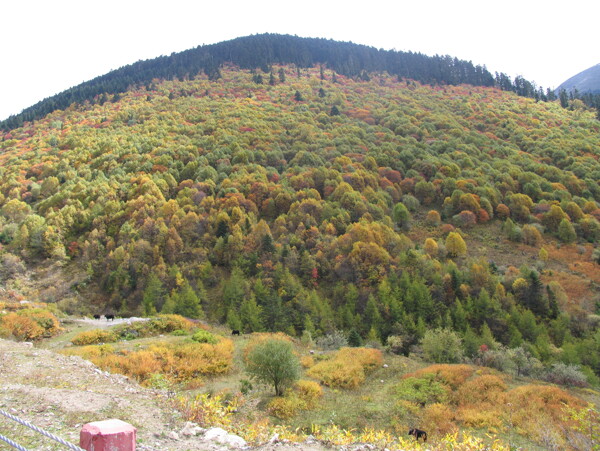 色季拉山风景图片