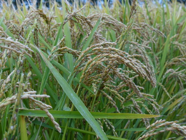 成熟的稻子图片