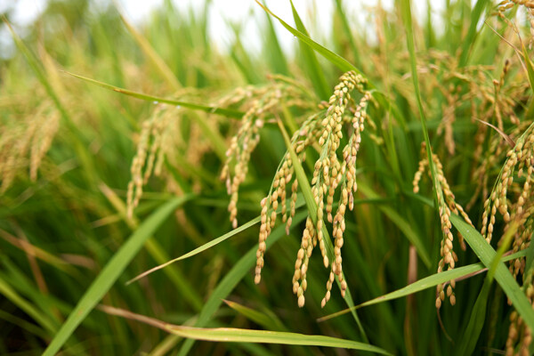 水稻农业种植图片
