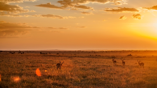 肯尼亚非洲大草原的鹿图片