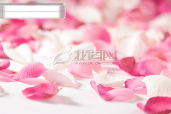 白玫瑰粉红玫瑰花瓣图片素材