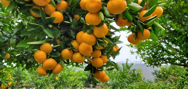 柑橘基地