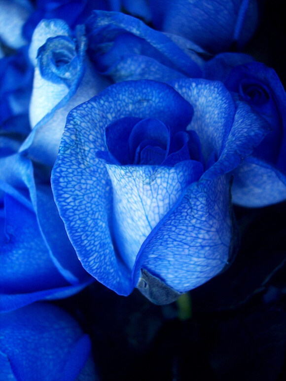 位图植物图案花朵写实花卉蓝玫瑰免费素材