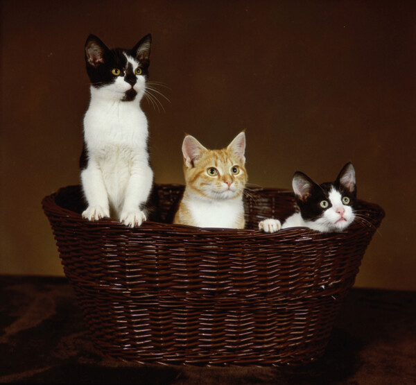 竹筐里的三只小猫