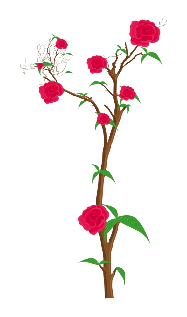 红玫瑰的植物