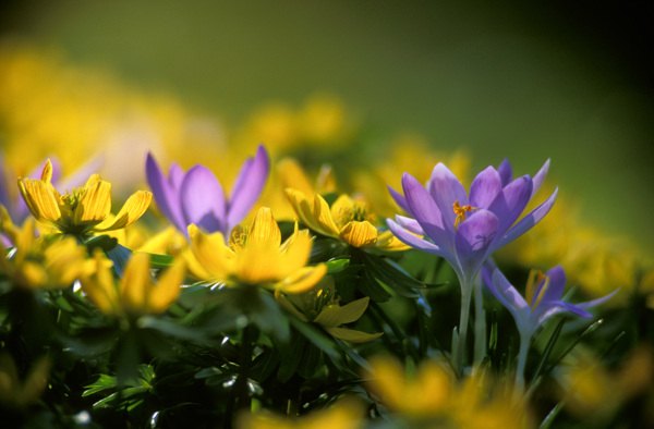 紫色鲜花与黄色鲜花图片