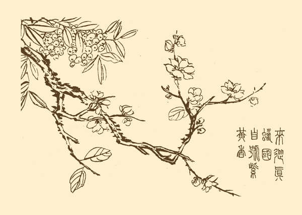 芥子园画谱花卉图片