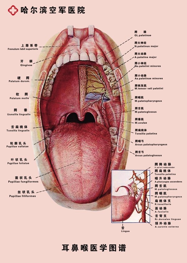 喉咽耳鼻喉扁桃体口腔图谱医院广告模板图片