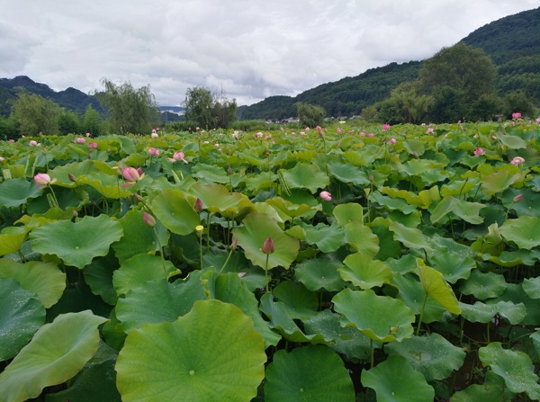 荷花池