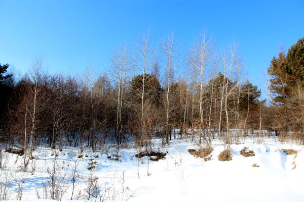 雪景