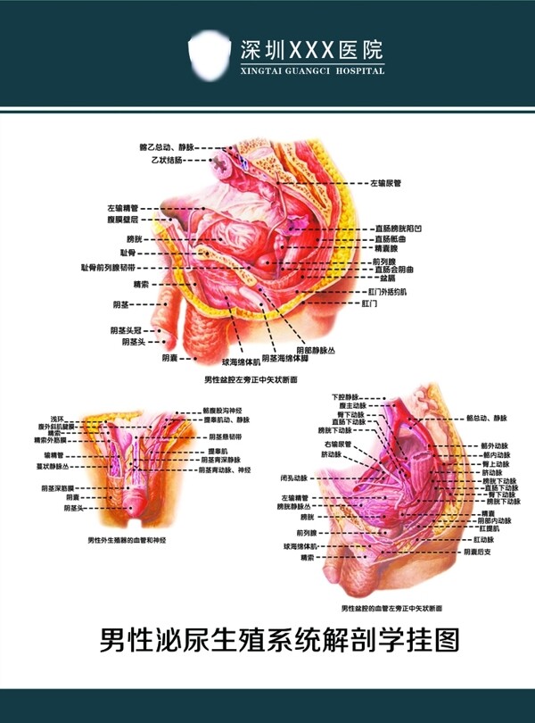 男性泌尿生殖系统解剖图图片